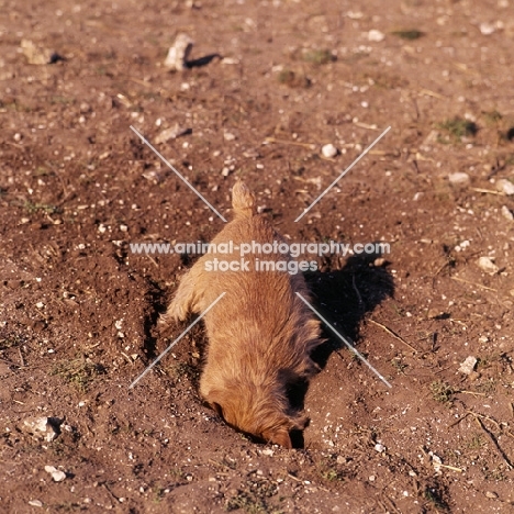 norfolk terrier puppy digging in earth