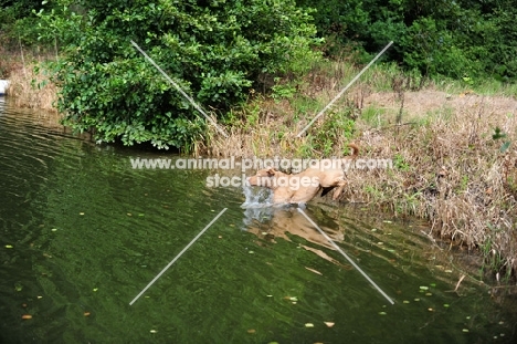 Chesapeake Bay Retriever jumping in water