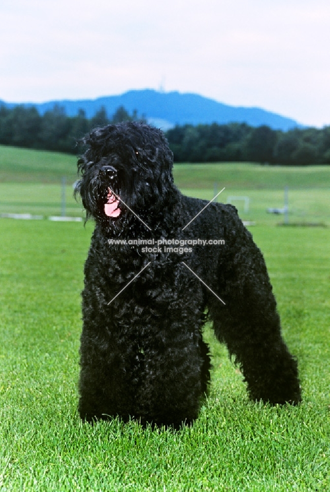 russian black terrier