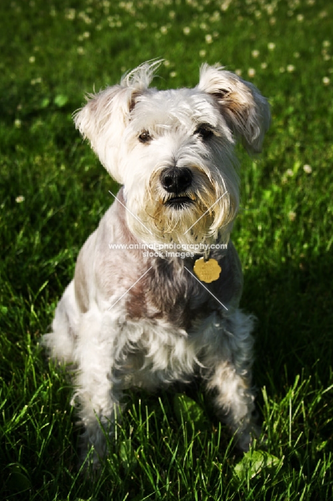 miniature schnauzer sitting in grass