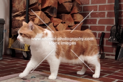 tabby and white Manx cat, side view