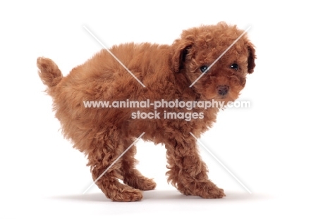 apricot coloured Toy Poodle puppy, arched back