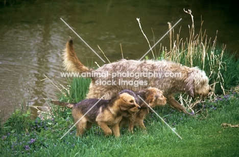am ch billekin amanda grizzle, otterhound with pups beside river in usa