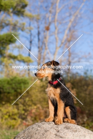 Airedale puppy sitting on rock