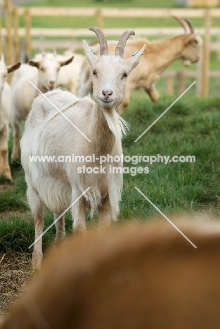 Golden Guernsey goat 