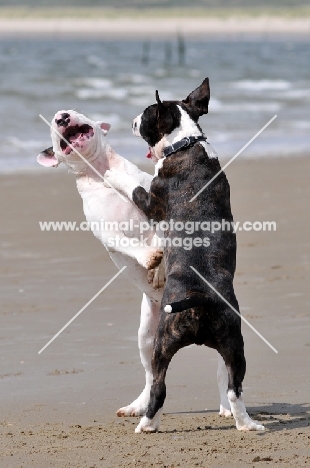 Bull Terriers playing on beach