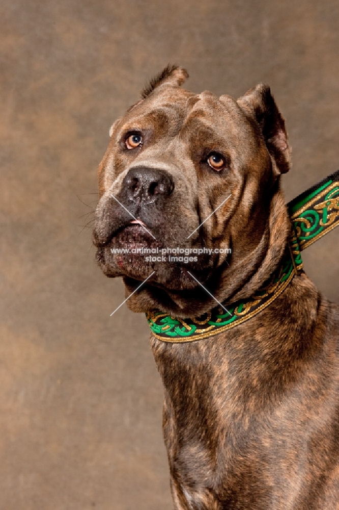 Brindle Cane Corso with green collar