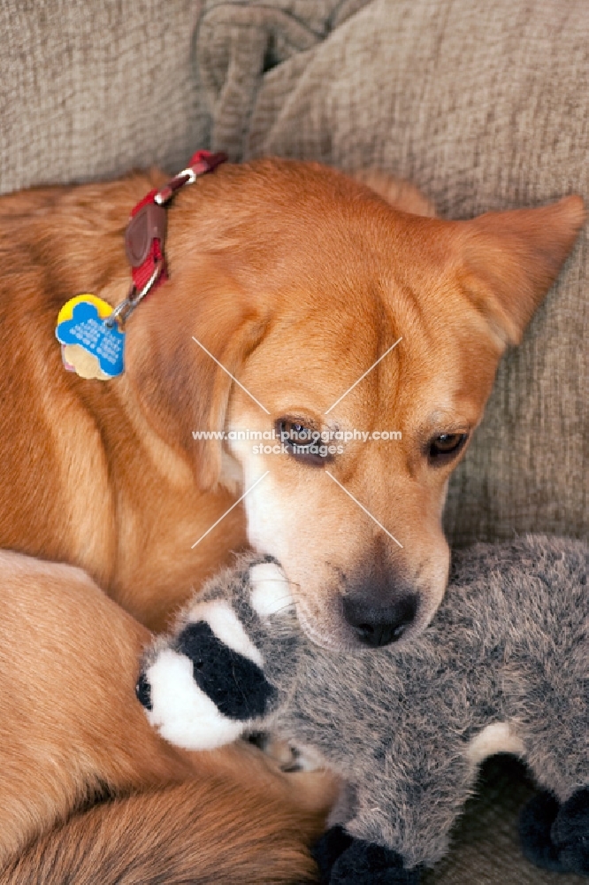 Yellow labrador mix playing with raccoon toy