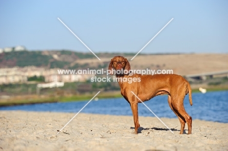 Hungarian Vizsla on beach