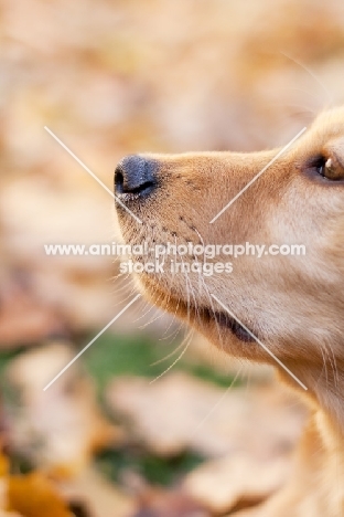 Golden Retriever puppy profile