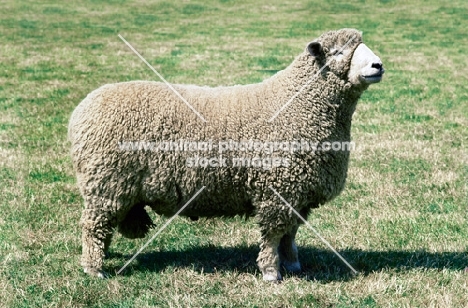 romney marsh sheep side view