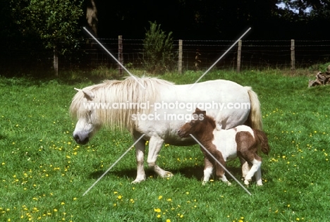 shetland mare and foal walking together