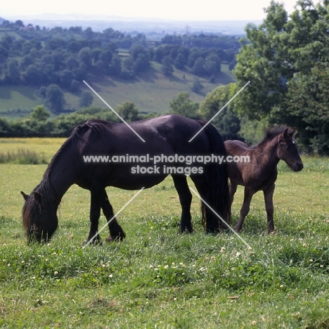 Hodgson Brimfield Bonny & Yarlton Montgomery, Dales pony with foal full body 
