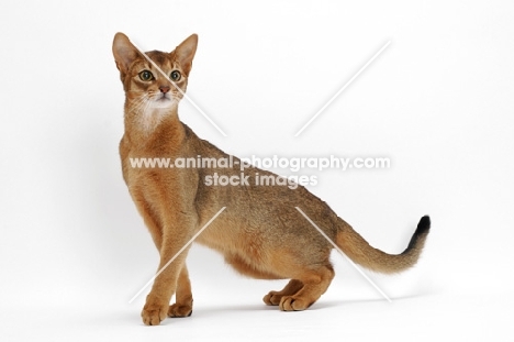 ruddy Abyssinian, standing