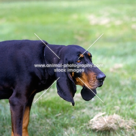 black and tan coonhound hanging her head