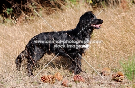 Markiesje (aka Dutch Tulip Hound)