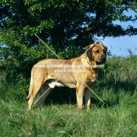 froy,  broholmer standing in a field