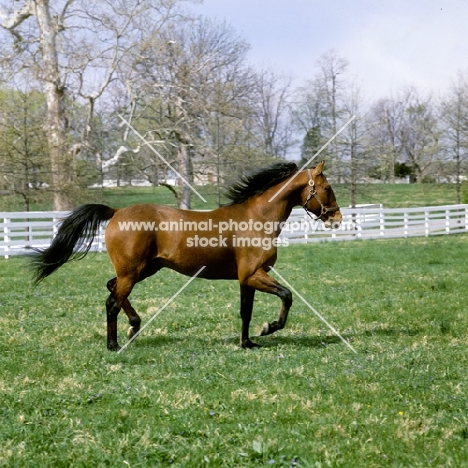 high ideal, standardbred, first son of bret hanover, trotting in stallion paddock at almahurst farm kentucky