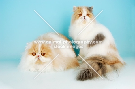 two cream and white plus blue cream and white persian cats