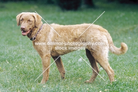 chesapeake bay retriever, side view