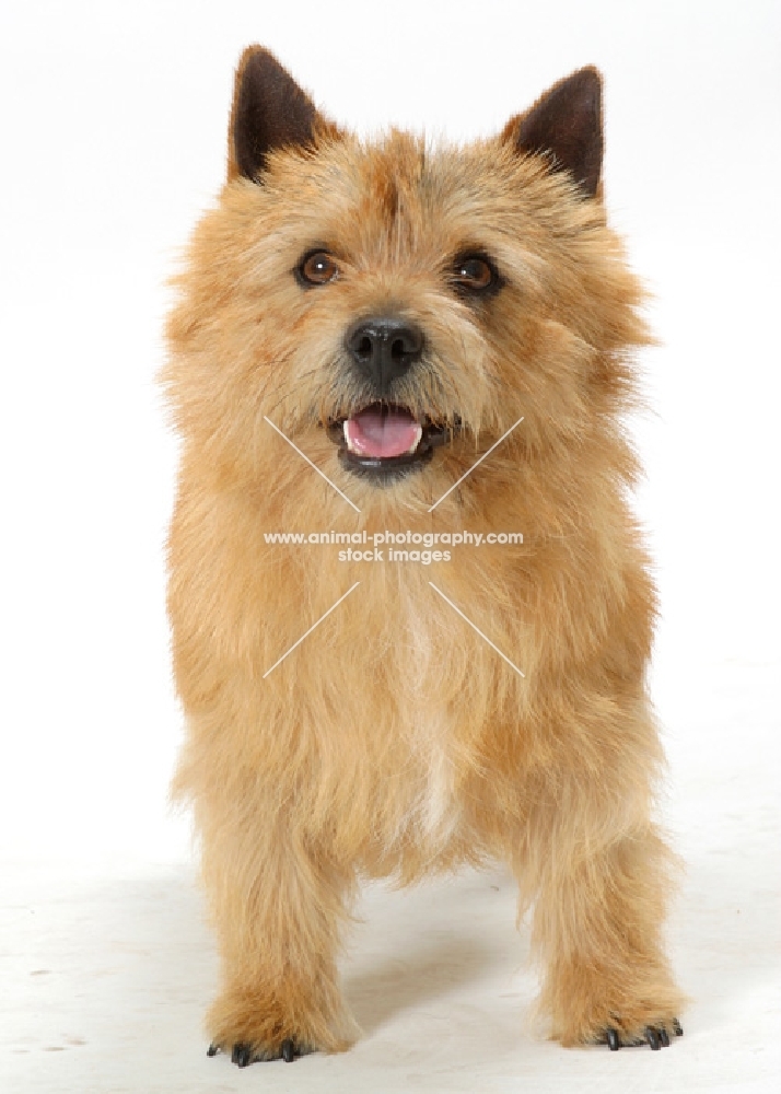 red Norwich Terrier front view on white background