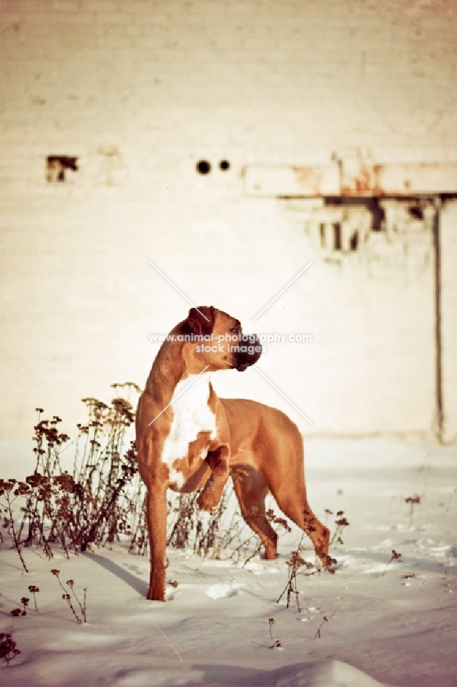 Boxer pointing in snow