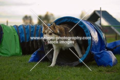 husky mix coming out from tunnel