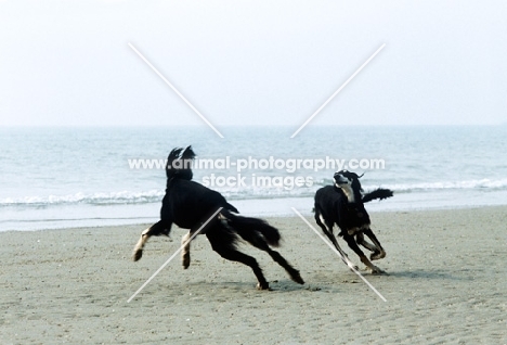 ch burydown hephzibah and friend, salukis playing on beach