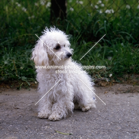 bichon bolognese sitting on a path