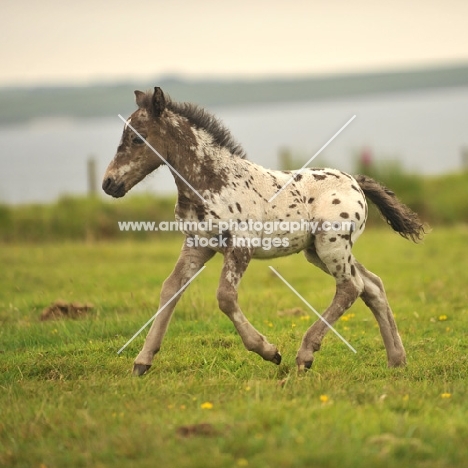 Appaloosa foal