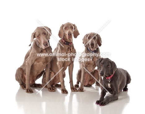 group of 4 Weimaraners