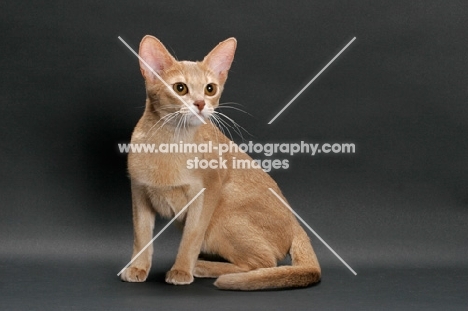 fawn Abyssinian on grey background