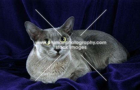blue burmese cat