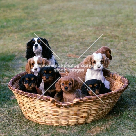 cavalier king charles spaniel puppies in a basket