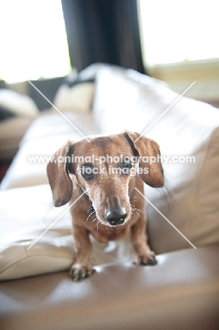 senior dachshund