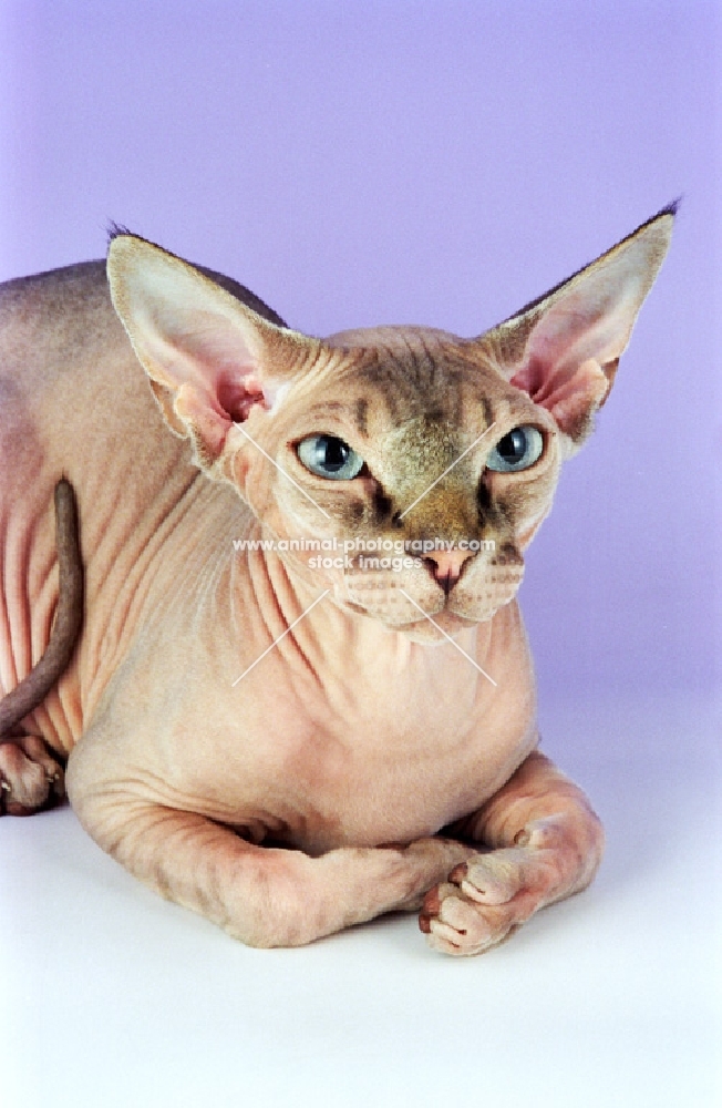 Chocolate Tabby Sphynx cat