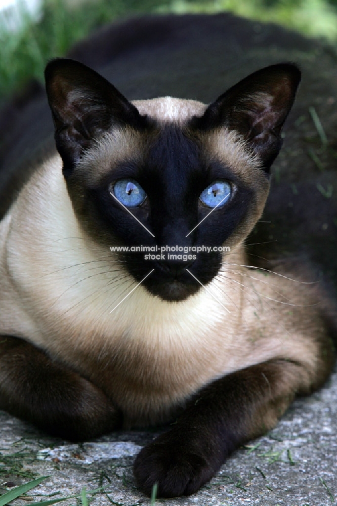 siamese seal point cat on rock