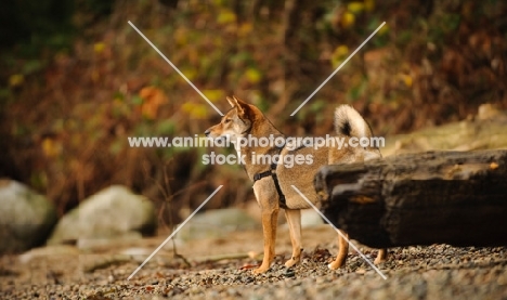 Shiba Inu near rock