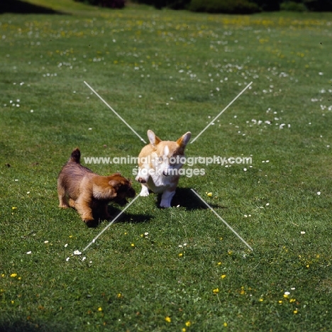 norfolk terrier and pembroke corgi puppies playing on grass
