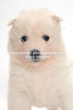 Samoyed puppy portrait
