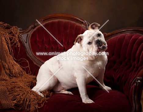 Bulldog on sofa