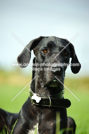 black Great Dane portrait