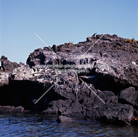 group of marine iguanas on lava on fernandina island, galapagos islands