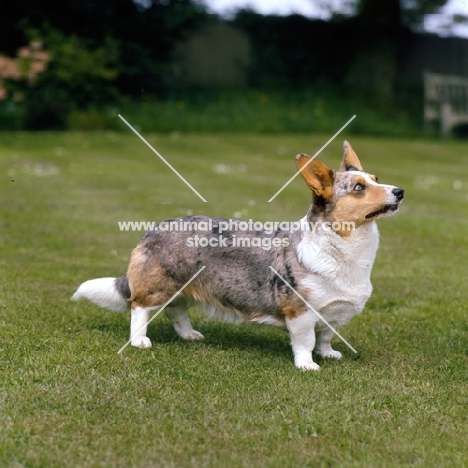 cardigan welsh corgi side view, on grass