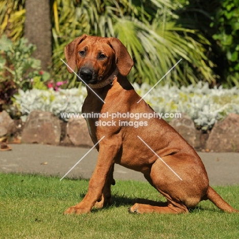 rhodesian ridgeback adolescent puppy