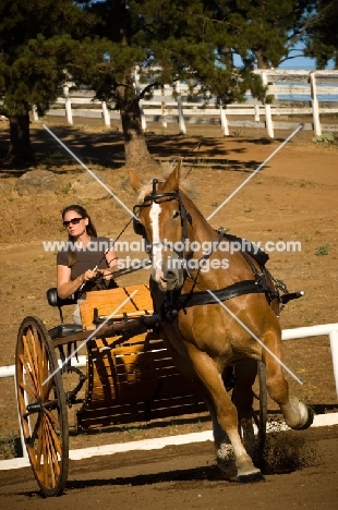 Belgian Draft horse