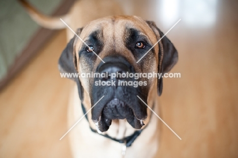 Portrait of Fawn Mastiff