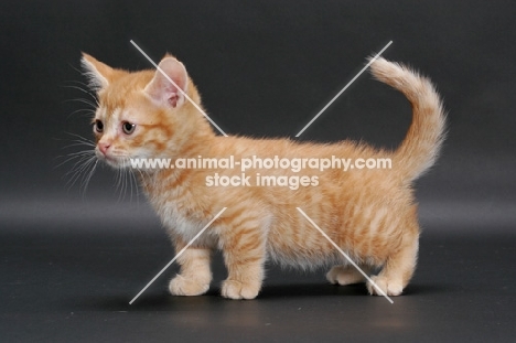 little male Red Mackerel Tabby Munchkin kitten