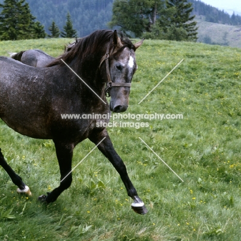 lipizzaner colt in action at stubalm, piber