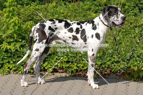 great dane apoll of all dogs